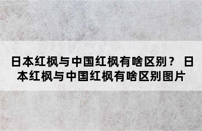 日本红枫与中国红枫有啥区别？ 日本红枫与中国红枫有啥区别图片